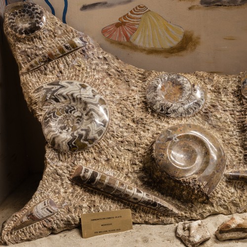 Ammonite_Belemnite_Plate