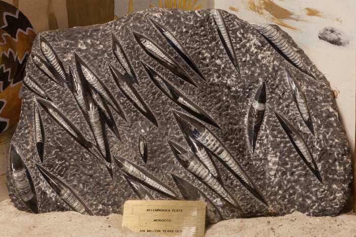 Belemnoidea_Plate