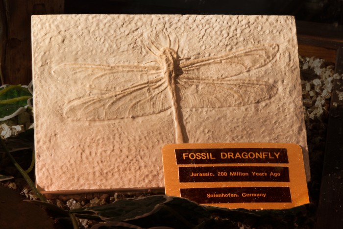 Fossil_Dragonfly