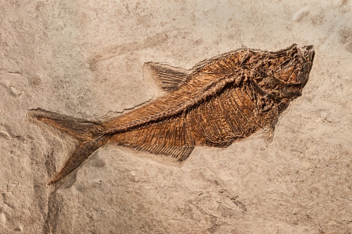 Fossilised_Fish_2