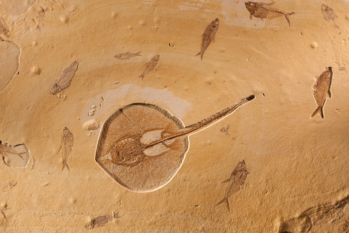 Fossilised_Fish_Plate_1