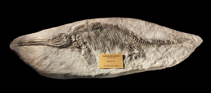 Ichthyosaurus