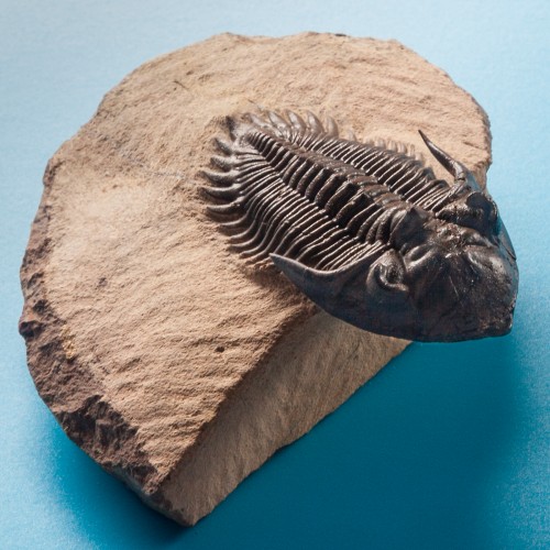 Trilobite_Metacanthina_Issoumourensis